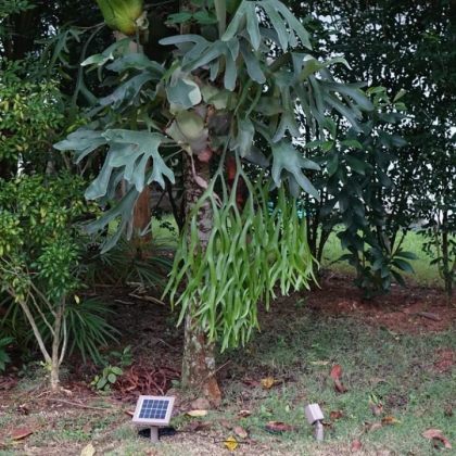 Solar Powered LED Spotlight 3W Outdoor Garden Landscape Decoration